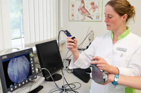 Symbolbild Brieftaubenwesen