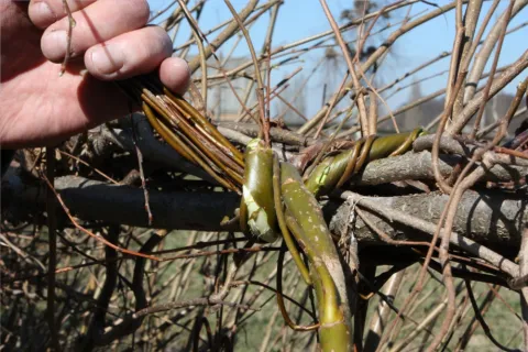 Symbolbild Anlage und Pflege von Flechthecken